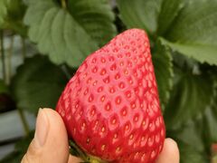 �t�� �}�`���A�̎ʐ^1