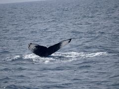 ����A�C�����h�N���[�̎ʐ^1