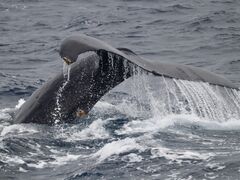 ����A�C�����h�N���[�̎ʐ^2