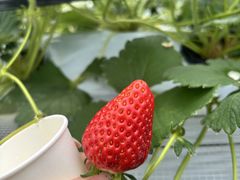 ���c�ό��_���̎ʐ^1