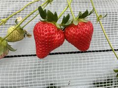 �t���g���G �����ʎ����̎ʐ^1