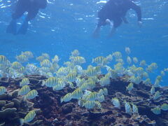 �}�����W�F�b�g�K�C�h �C���̎ʐ^1