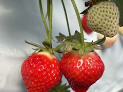 ���_���̎ʐ^2