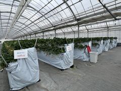 ����_���̎ʐ^1