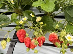 ����_���̎ʐ^2