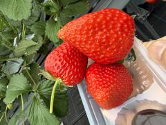 �t�� �}�`���A�̎ʐ^1