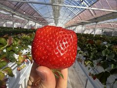 �����̂����� ���̎q��X�̎ʐ^1