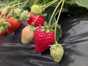 �����˂���̏������_���̓��e�ʐ^1