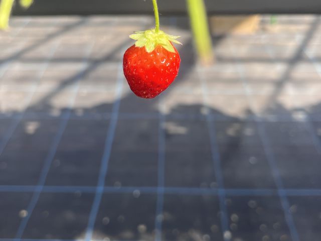���킢�炵����_T-FARM 2���X