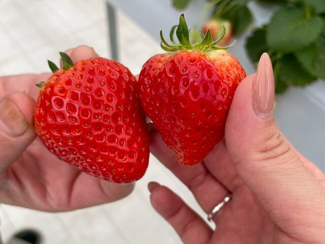 �ƂĂ����������ł��I_�J�E�x����������