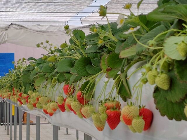 �������΂炭�͔��������H�ׂꂻ���ł��B_�J�E�x����������