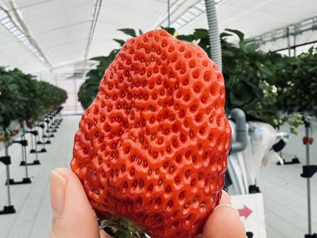 �������͑傫���ĊÂ��A�ƂĂ��������������ł�_���C�G���A�C�_��