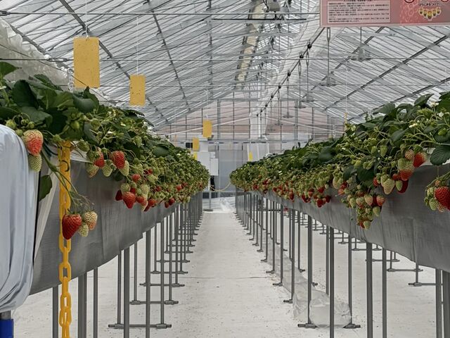 �傫�Ȃ���������������I_RF�t�@�[��