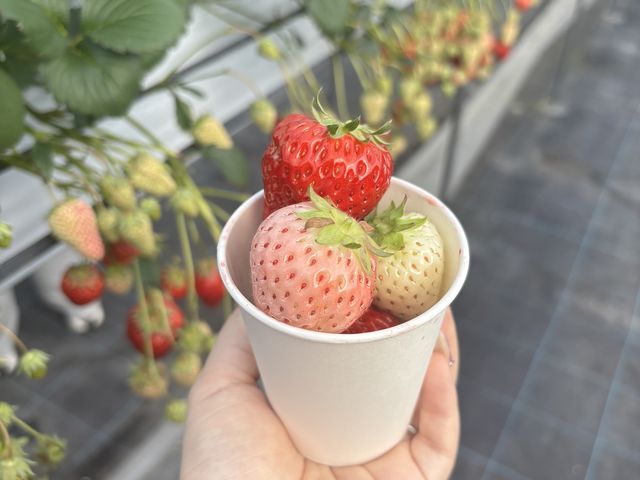 �����������A�s���N�������I���������ł�
�Â��͍T���߂Ŏ󂯕t���ōw�����������Ƒ�����_Ichigolab_Izumisano