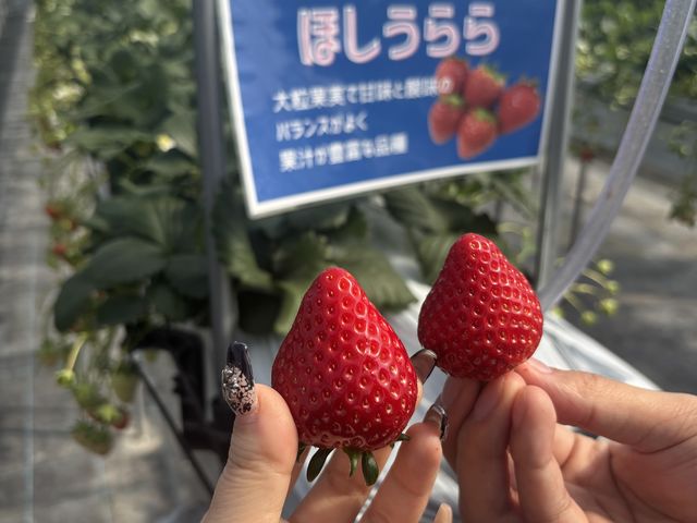 �Ԃ��A�c���A�傫���A�Â����_���g�c�Ɋ����܂����ق������I�I_Ichigolab_Izumisano