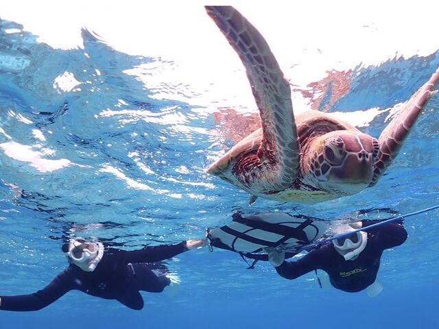 Sea turtle snorkeling tour_Lilo Miyakojima