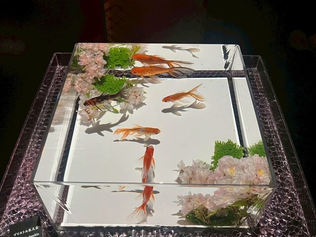 �F��ȋ���������񂾂�
�m��Ȃ���������������_�A�[�g�A�N�A���E�����p�� GINZA