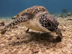 �C�P�����p���_�C�X �{�Ó��̎ʐ^1