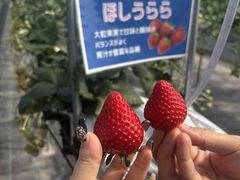 Ichigolab_Izumisano�̎ʐ^2