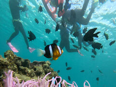 �_�C�r���O�V���b�vTI.OCEAN�̎ʐ^1