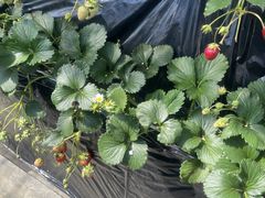 �z���e�B�L�˂̎ʐ^2