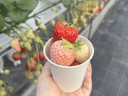 sey�����Ichigolab_Izumisano�̓��e�ʐ^1