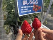 sey�����Ichigolab_Izumisano�̓��e�ʐ^2