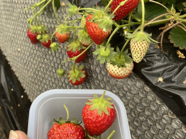 ������������ǁA�t���Ȃ��Ă��\���Â��ł��B_�ÎR�_��