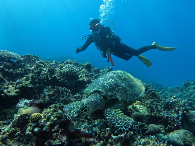 �Q���ڂ̌c�Ǌԏ���_Y'S DIVE OKINAWA