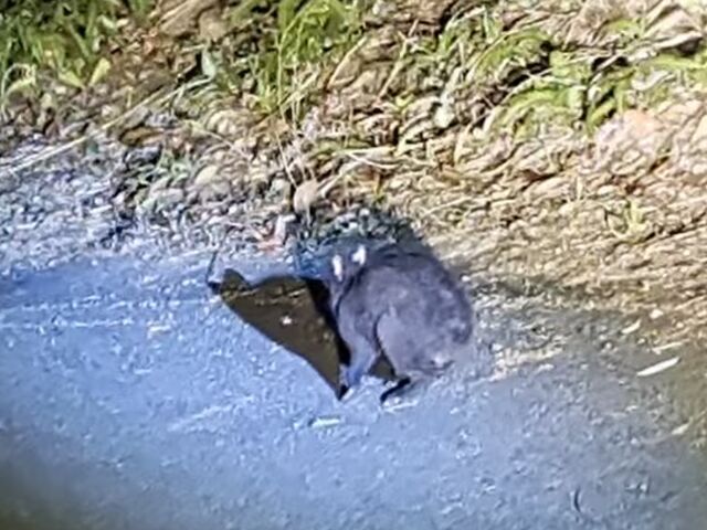 nobunson����̉����哇1�l���K�C�h �R���`�W���[�j�[�̓��e�ʐ^1