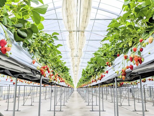 ��񂿂�񂳂�̌������������̓��e�ʐ^3