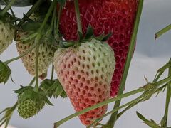 �A�O�������X�^�[�X�y�V�����̎ʐ^1