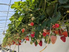 �A�O�������X�^�[�X�y�V�����̎ʐ^2