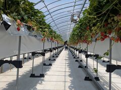 �A�O�������X�^�[�X�y�V�����̎ʐ^3