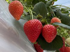 �ߐ{�݂�т̗� �t���[�c�p�[�N�X�̕��̎ʐ^1