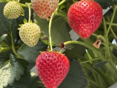 �ߐ{�݂�т̗� �t���[�c�p�[�N�X�̕��̎ʐ^2