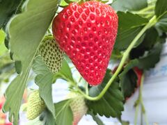 �������������̎ʐ^1