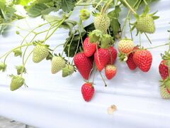 �������������̎ʐ^2