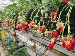 �܌j�r�ӂ�`���̎ʐ^2