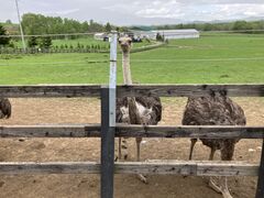 ���݂��񂳂�̃j�Z�R��Q�L�������傤�q��ւ̓��e�ʐ^1