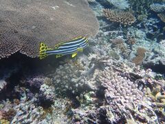 �}�����K�C�h�C��(����Ԃ�)�̎ʐ^2