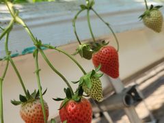 �ʎ��̗��@���c�_���̎ʐ^2