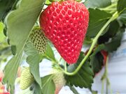 ��񂿂�񂳂�̌������������̓��e�ʐ^1