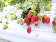 ��񂿂�񂳂�̌������������̓��e�ʐ^2