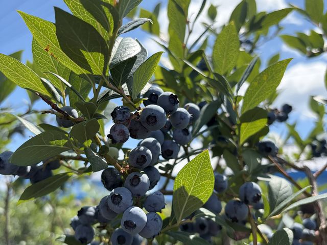 �F���Z���قǁA�Â��ăW���[�V�[�I_AWA Blueberry�t�@�[��
