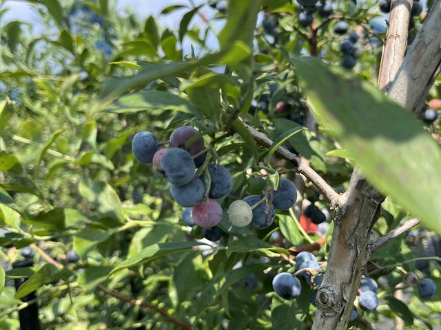 �̂�т�ł��܂�_AWA Blueberry�t�@�[��