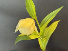 �當�n�C���[�̎ʐ^2