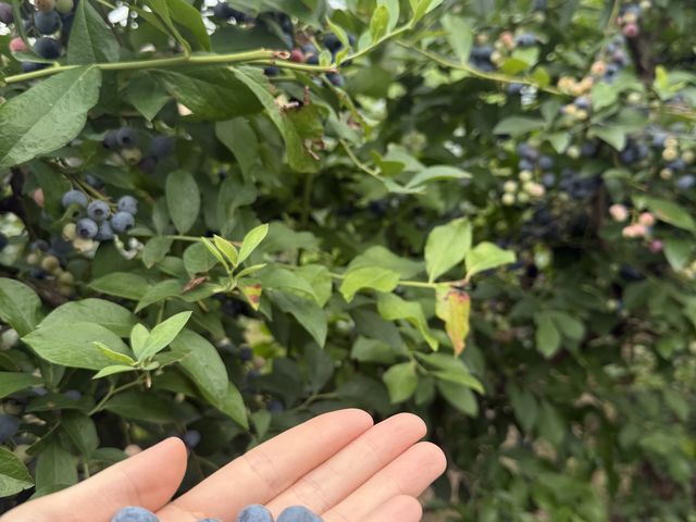 �������񂠂�܂���_OKB�_�� Berry's farm �r�c
