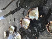 �܂邱�����Yamashita-Pearl�̓��e�ʐ^1