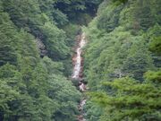 �I���I�\���V�m��̎ʐ^1